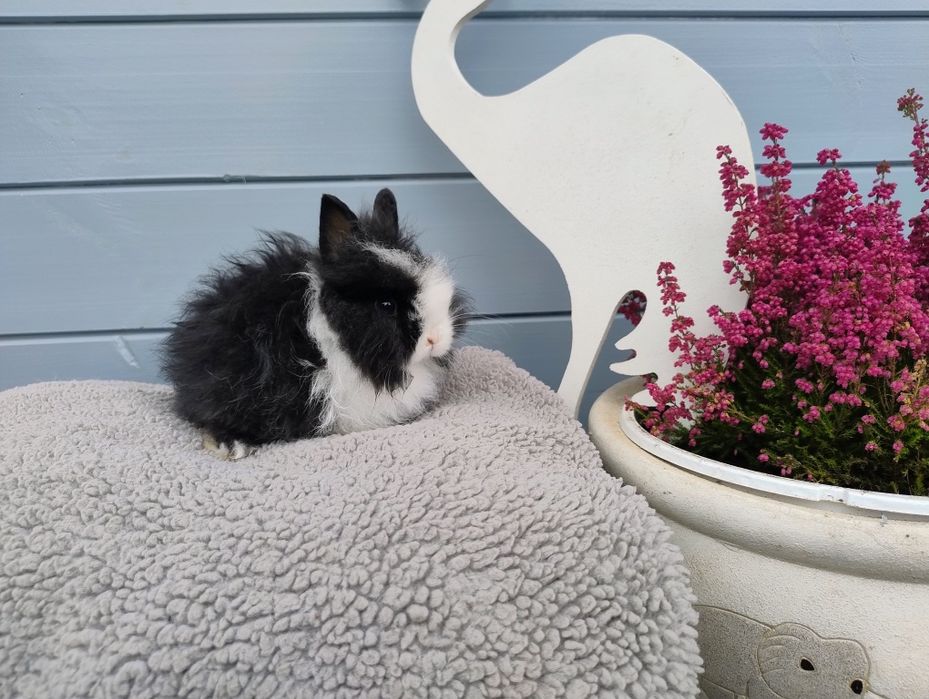 Sprzedam karzełka Teddy