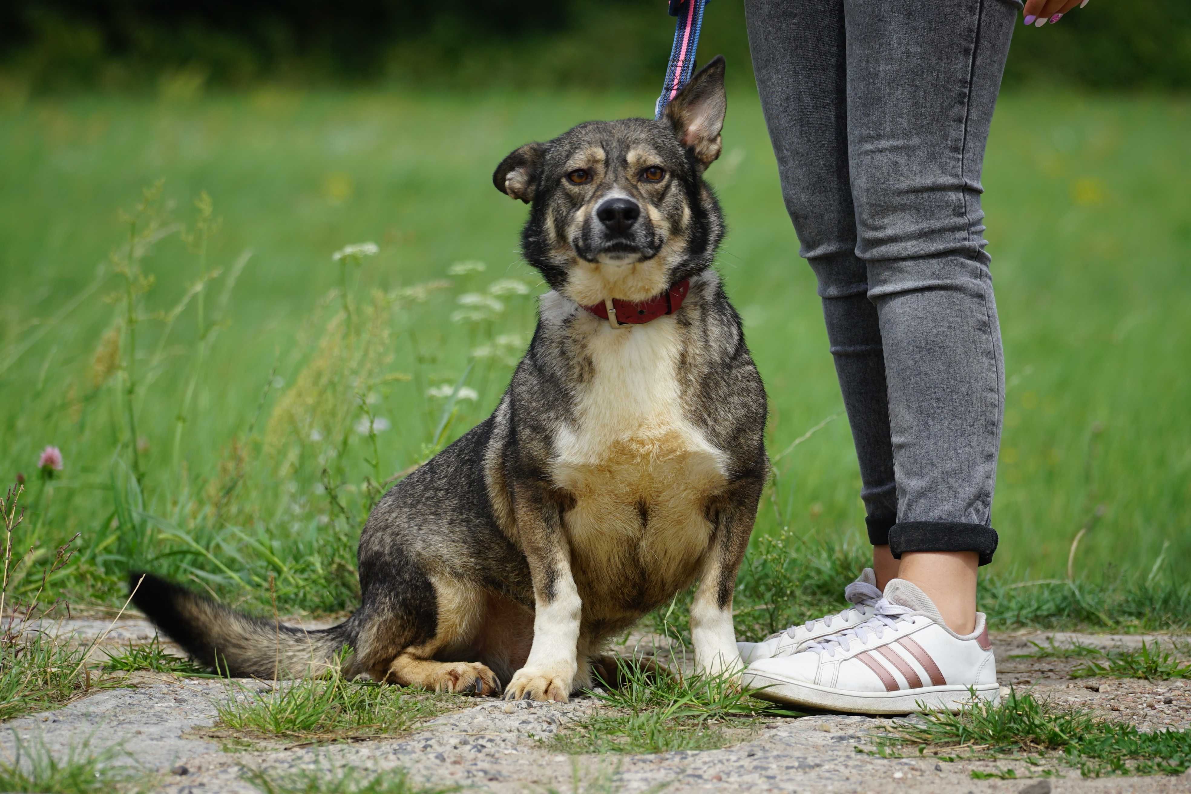 Filo - niewielki kundelek czeka na dom