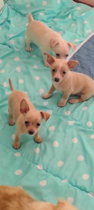 Chihuahua piesek Bolo