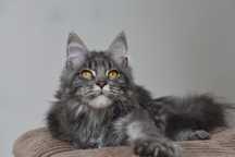 Maine Coon kotka niebieska