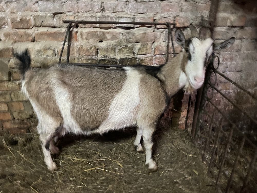Продам дійну козу