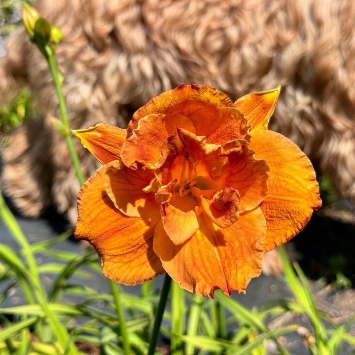 Liliowiec Pomarańczowy 'Mary Brown' W DONICZCE 2L (Hemerocallis) P13