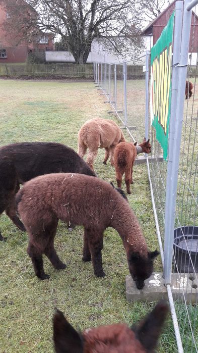 Sprzedam  Samice Alpaki Huacaya