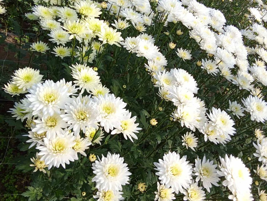 Хризантема ветка