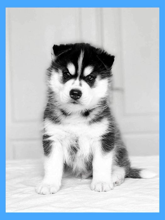 Щенки хаски, внуки чемпиона Мира. КСУ