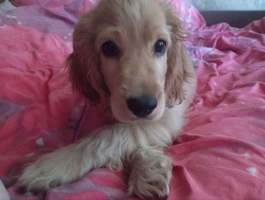 Щенок английского кокер-спаниель