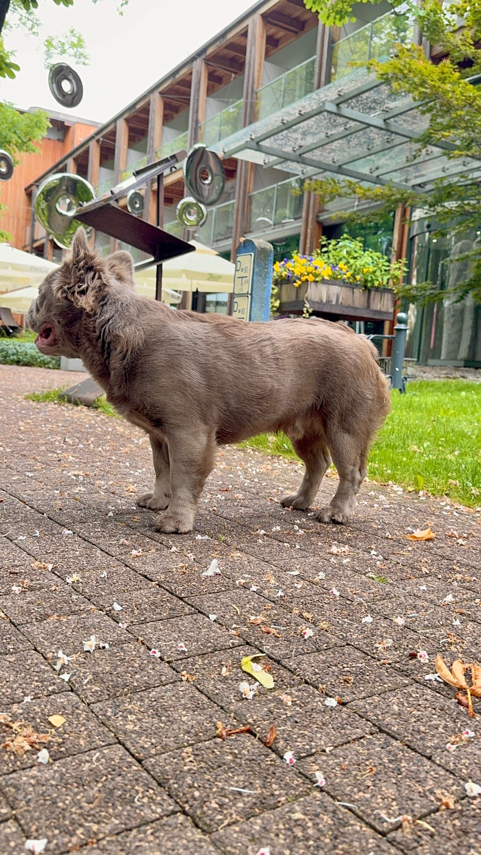 Buldog Francuski chłopak fluffy new shade Isabella