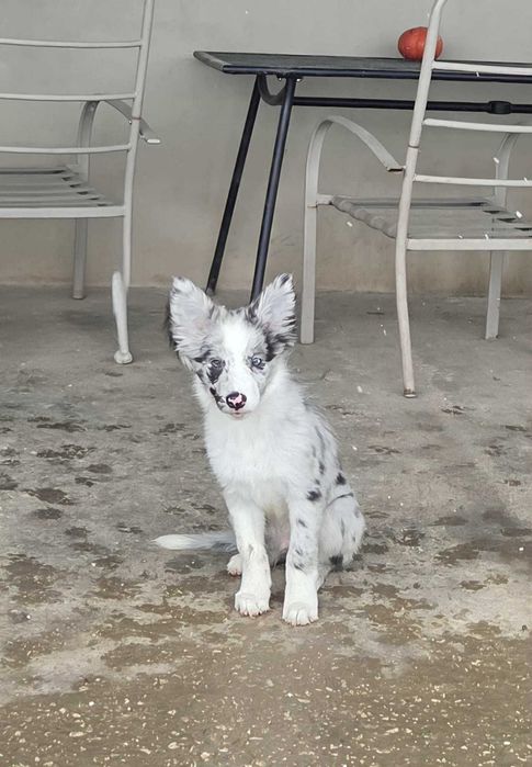 Border collie - piesek po Championach ZKwP/FCI