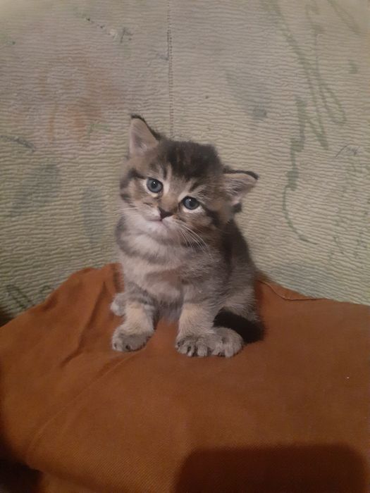 Продам котёнка шалунишку