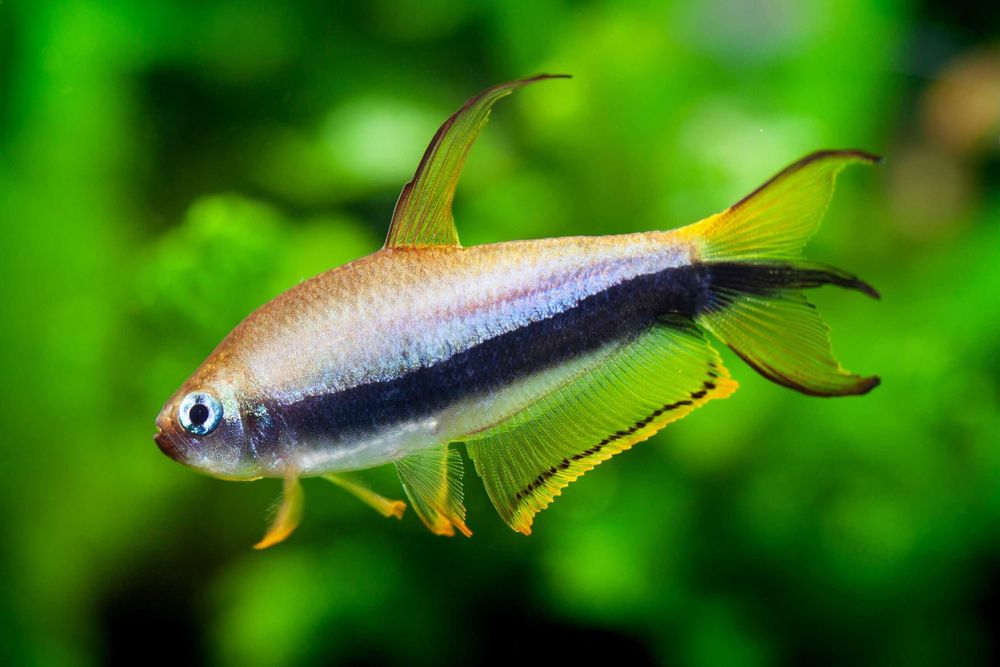 Nematobrycon palmeri tetra cesarska