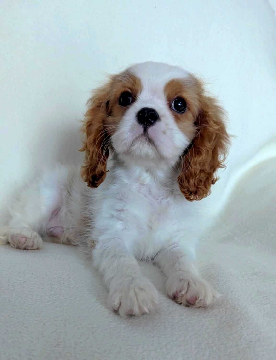 Cavalier King Charles Spaniel Uroczy Piesek