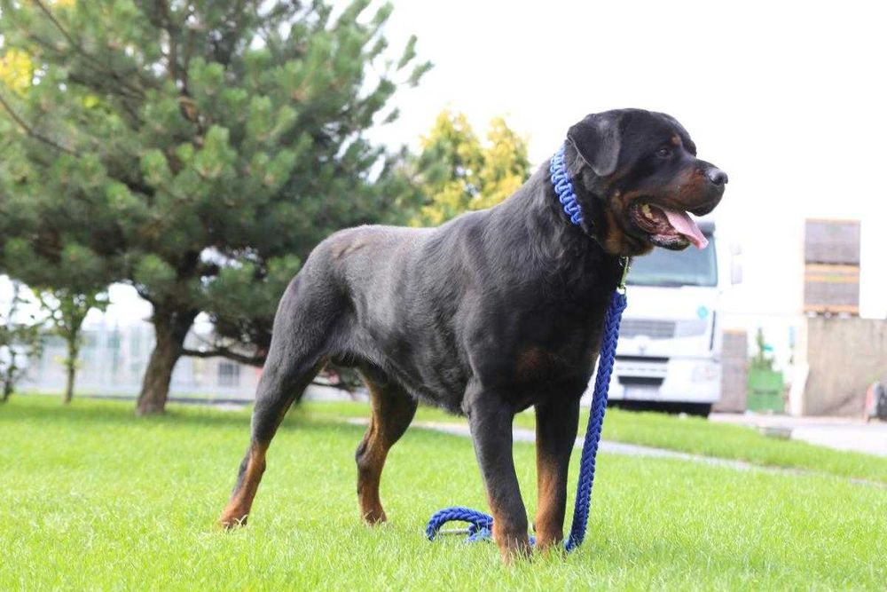 Rottweiler z rodowodem