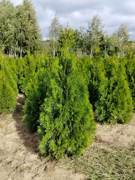 Thuja, tuja szmaragd 130cm
