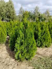 Thuja, tuja szmaragd 100-130cm