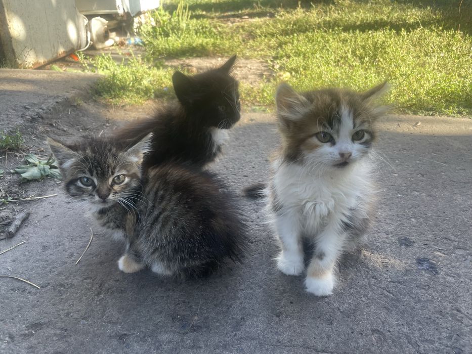 Отдам котят в добрые ручки