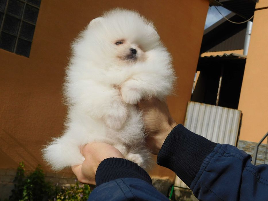 Міні хлопчик померанського шпіца, тип мішка