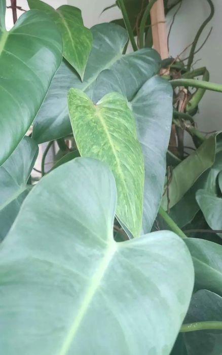 Filodendron domesticum i filodendron 'Painted Lady'