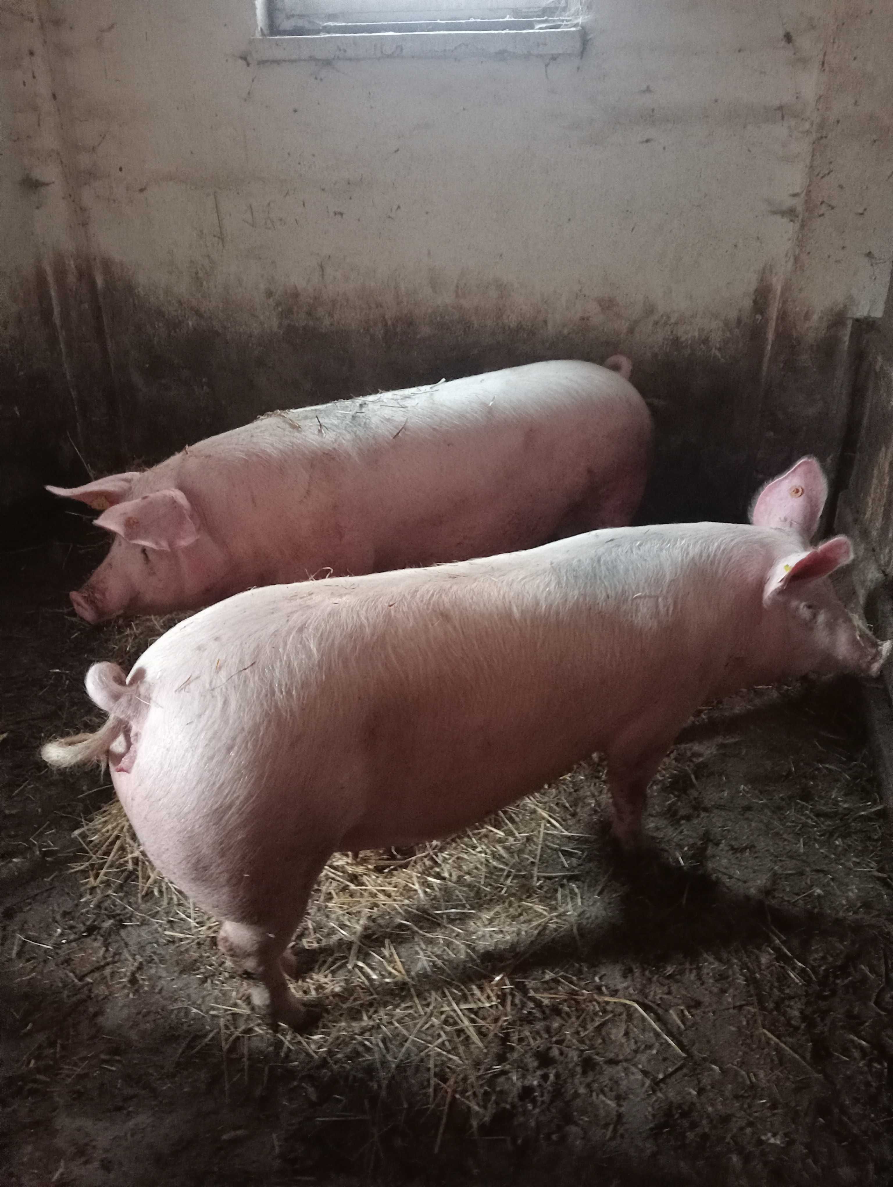 Loszki zaproszone wysokoprośne