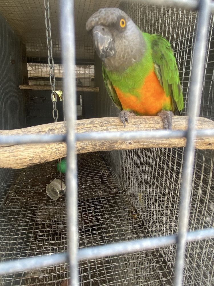 Papagaio senegal