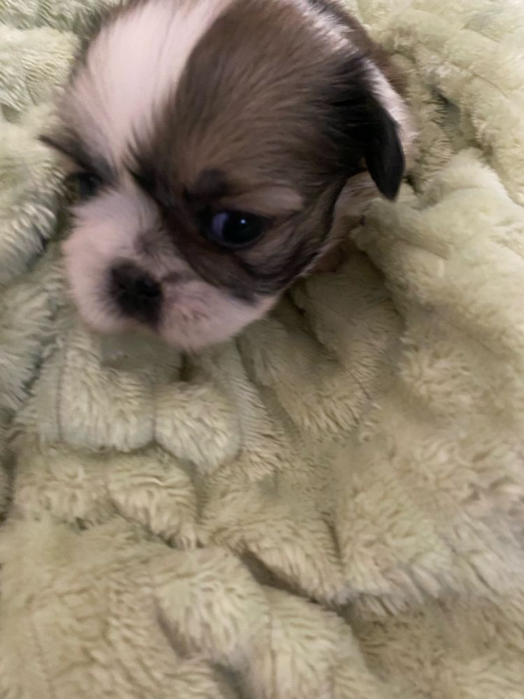 Shi-tzu super top   macho excelente