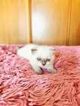 Scottish Fold point azul macho