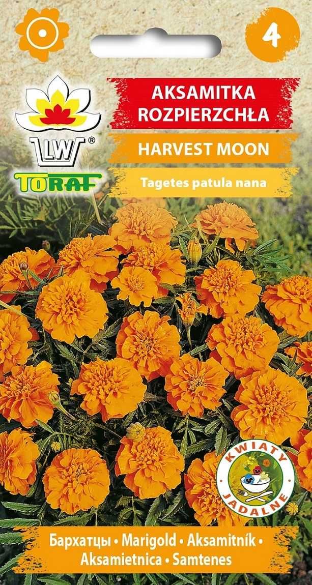 Aksamitka rozpierzchła Harvest Moon pomarańczowa 1g TORAF