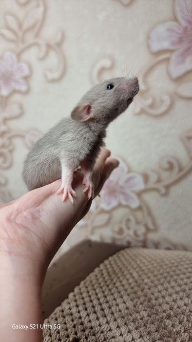 Девочка крыса дамбо графит