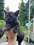 Kot koty kociaki do adopcji szukają domku oddam za darmo