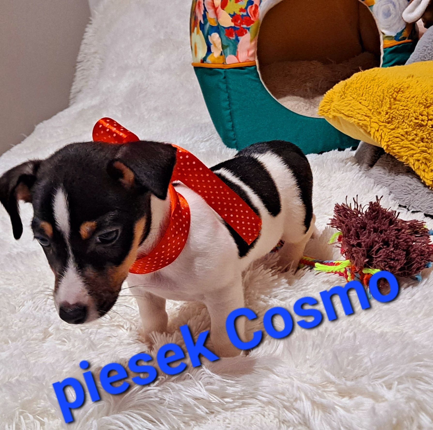 Słodziak Cosmo  !!! Jack RussellGŁADKOWŁOSY  rodzice w  hodowli