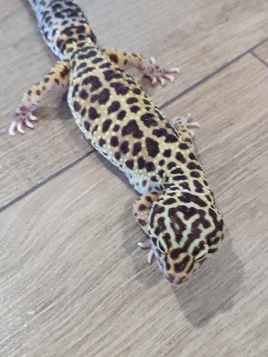 Gekony lamparcie cztery samice