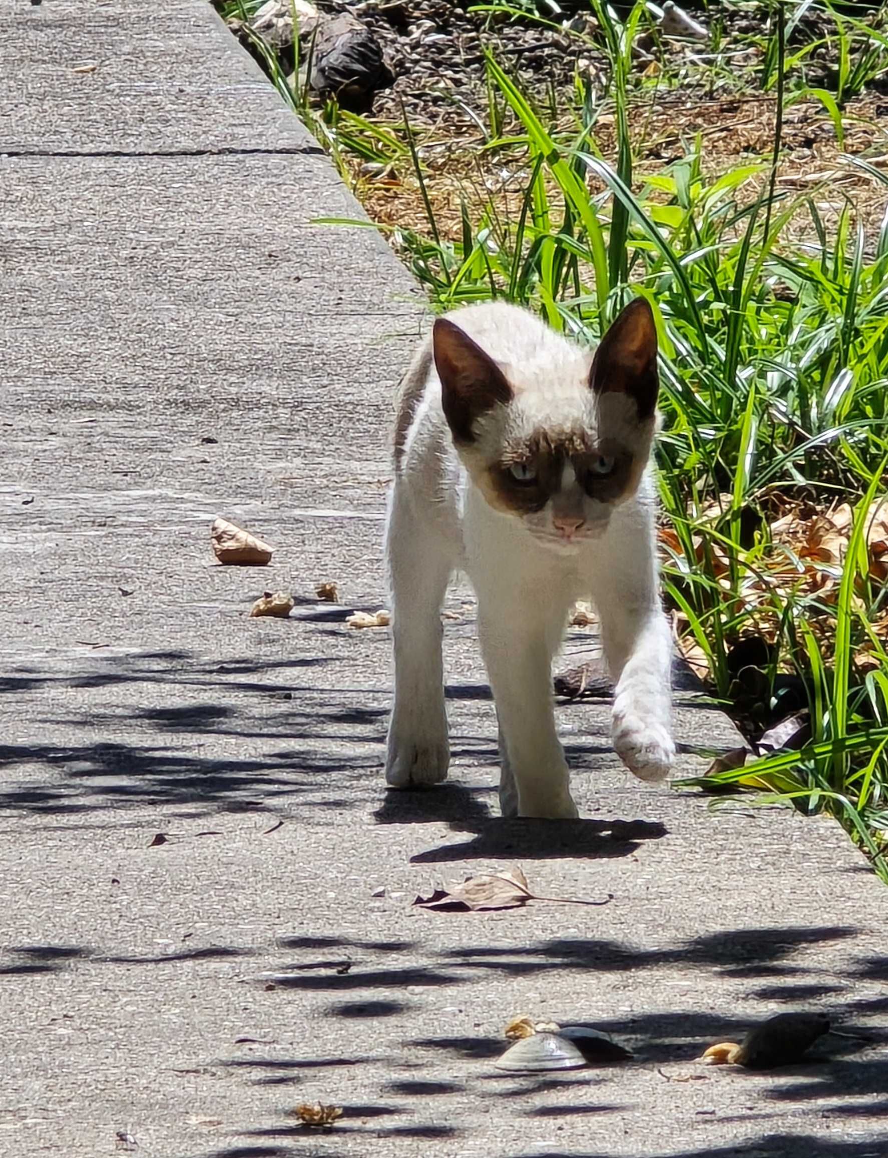 Gatos para doar!
