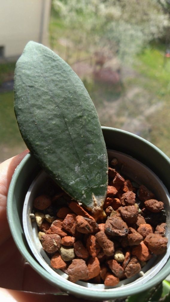 Hoya hoja Jennifer