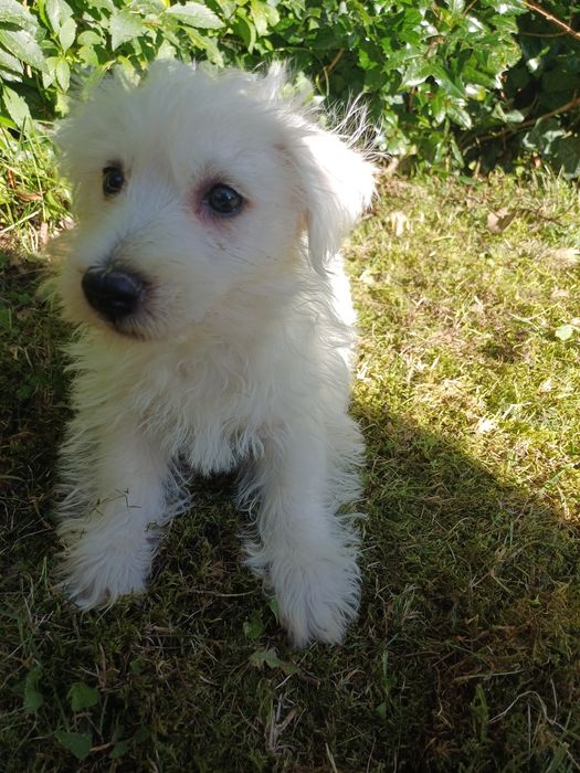 West highland white terrier