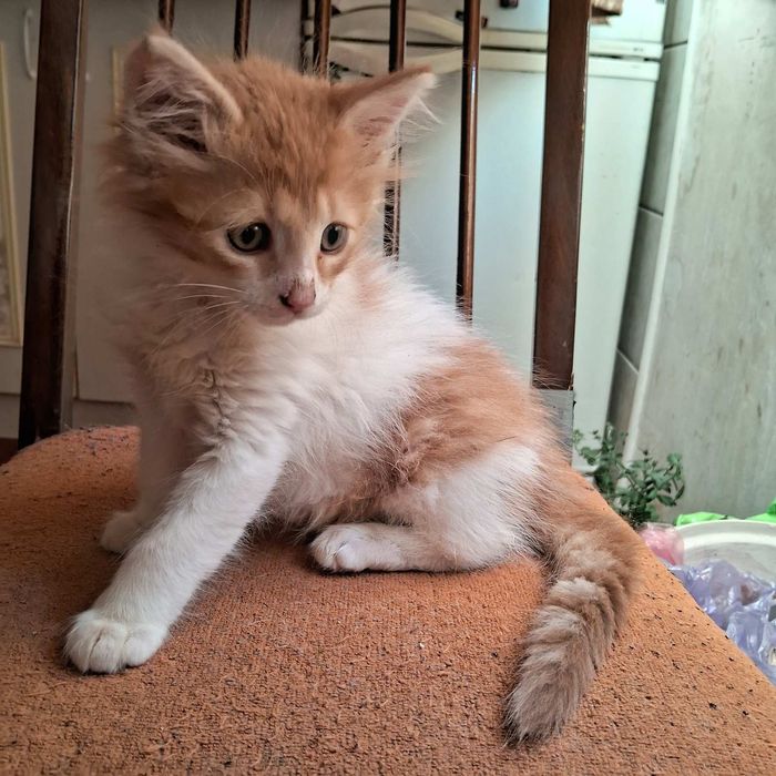 Пропало кошеня Йося