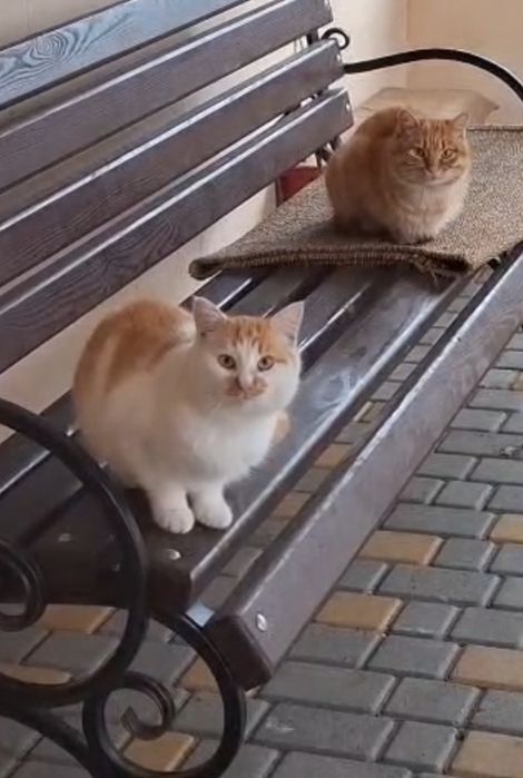 Отдам даром в добрые руки рыже-белых котиков