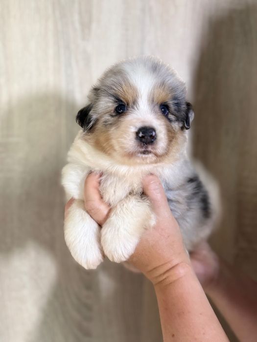 Owczarek australijski chlopiec blue merle aussie