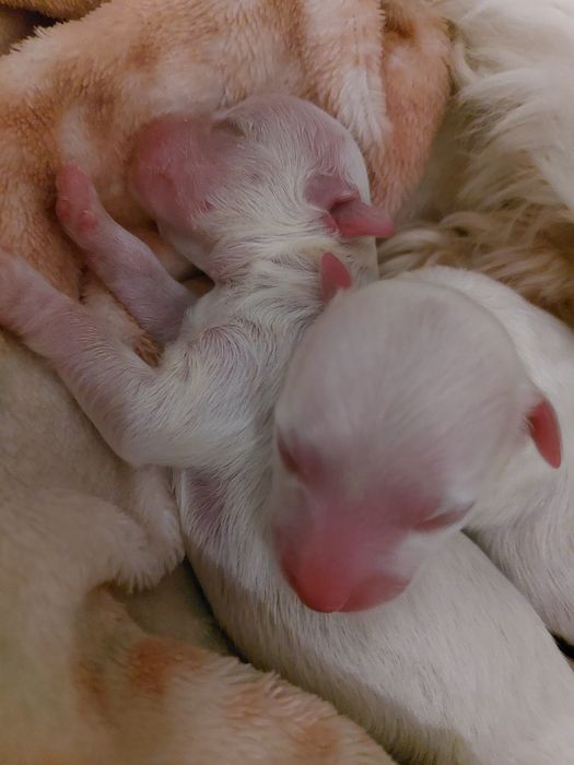 Maltańczyk z rodowodem piesek