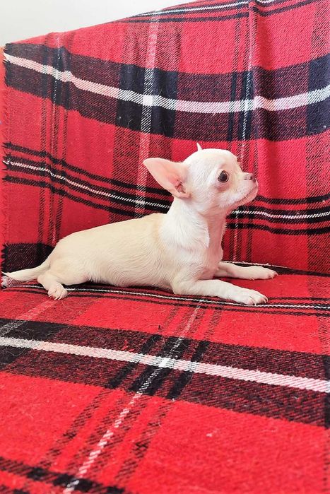 Суперська дівчинка без недоліків