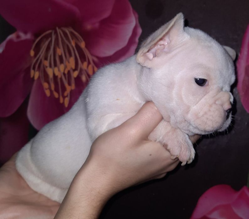 Девочка и мальчик несут голубой ген