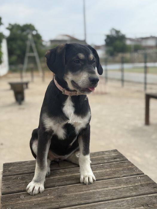 Dou uma cadela e um cao  urgente