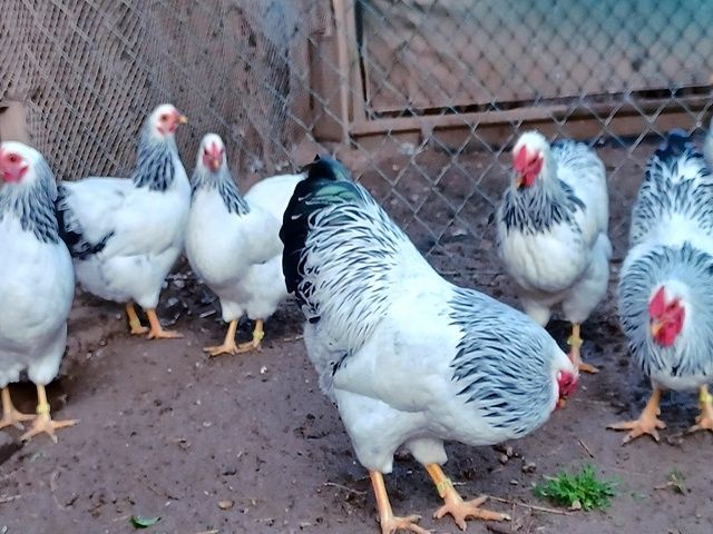 Яйце інкубаційне,курчата, Віандот блакитний, колумбія.