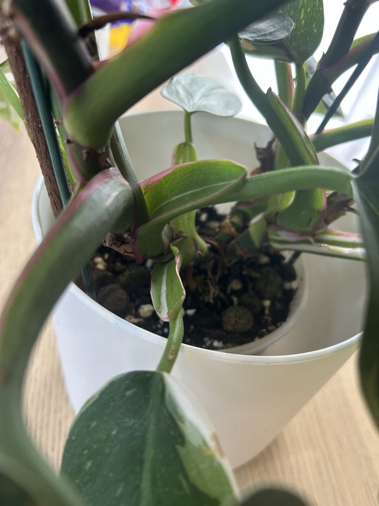 Philodendron White Knight
