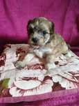 Do rezerwacji Yorkshire terrier Golddust