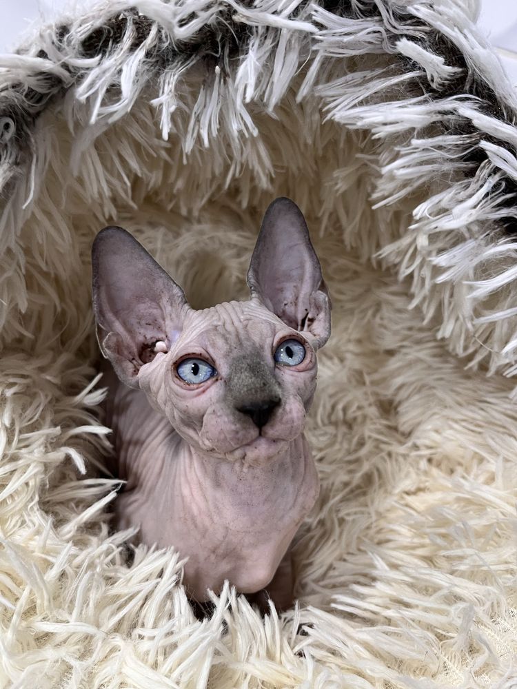Menino sphynx com kit boas vindas