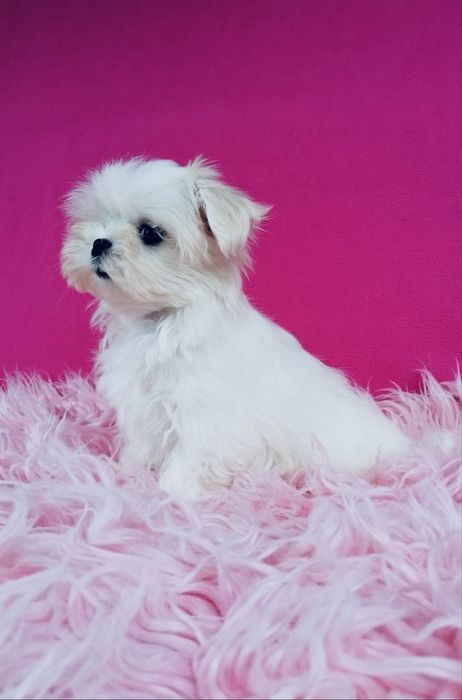 Maltańczyk MINI XS suczka Maltańczyki