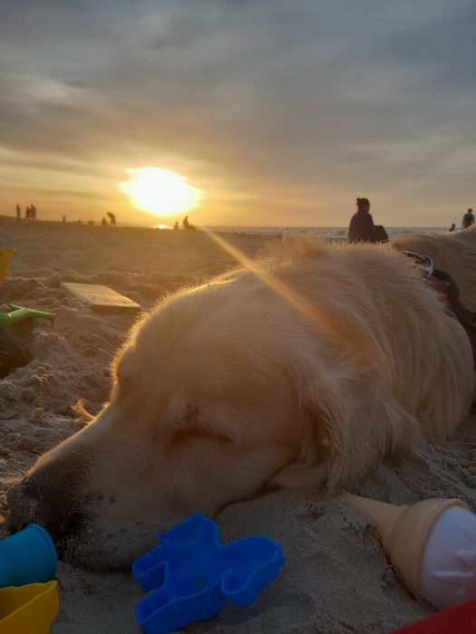 Szczeniak Golden Retriever