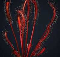 Drosera Capensis All Red x50 nasiona rosiczki rosiczka