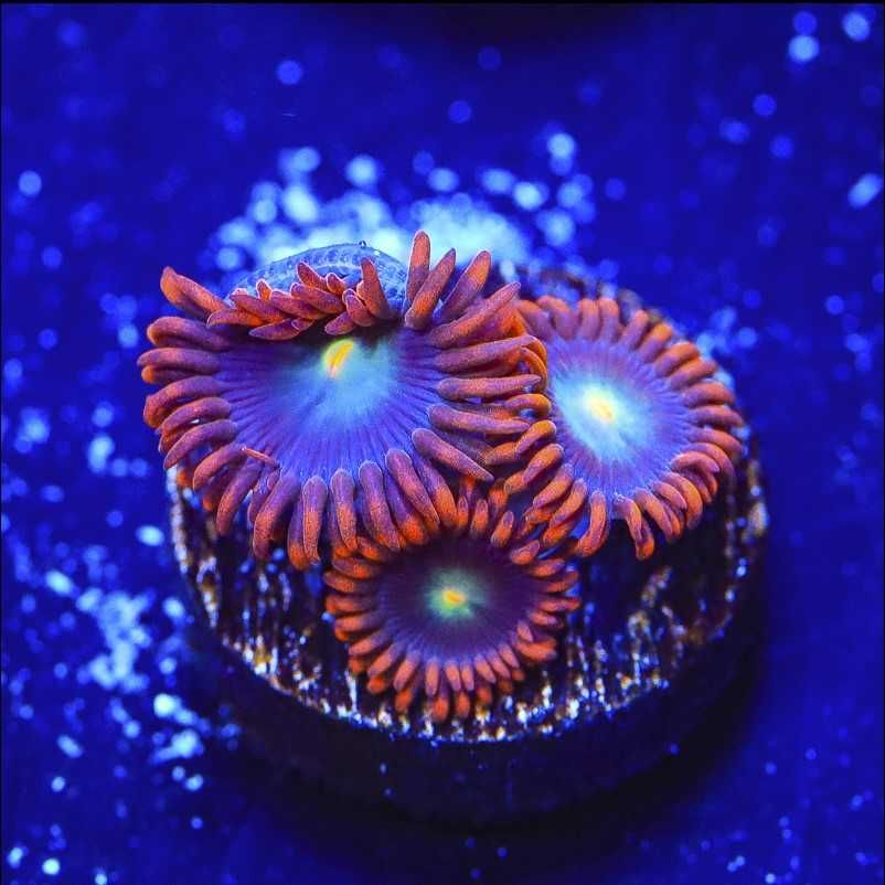 Zoanthus zoa Punk Rocker Zoas 3polipow akwarium morskie