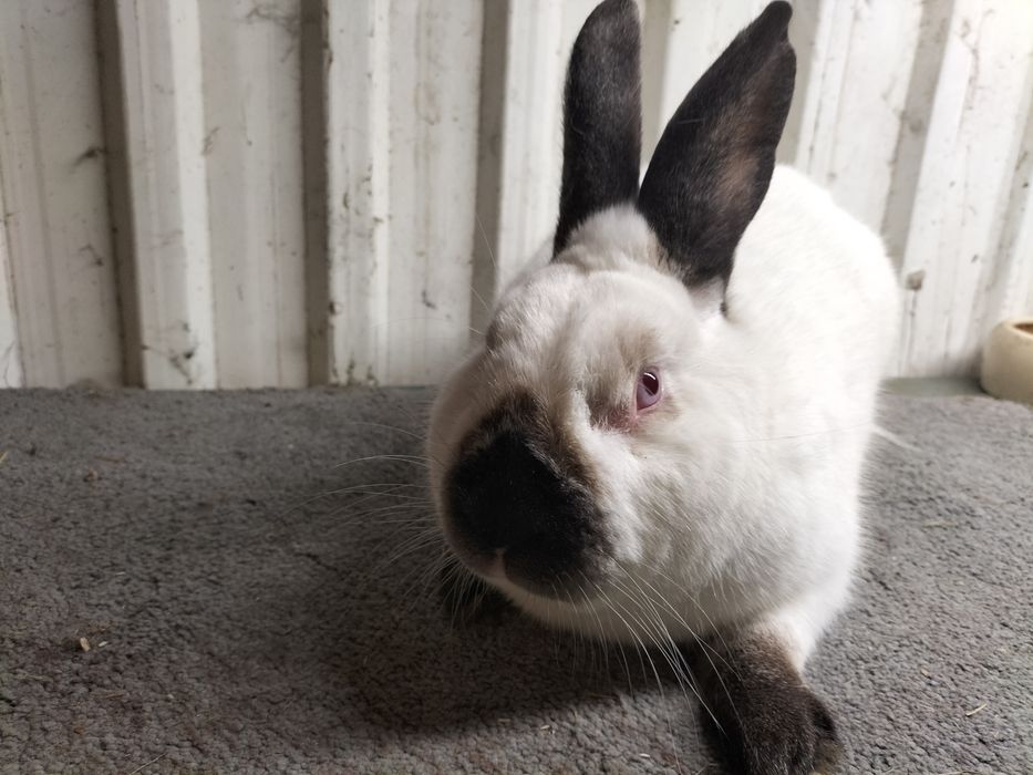 Kalifornijski czarny samiczka