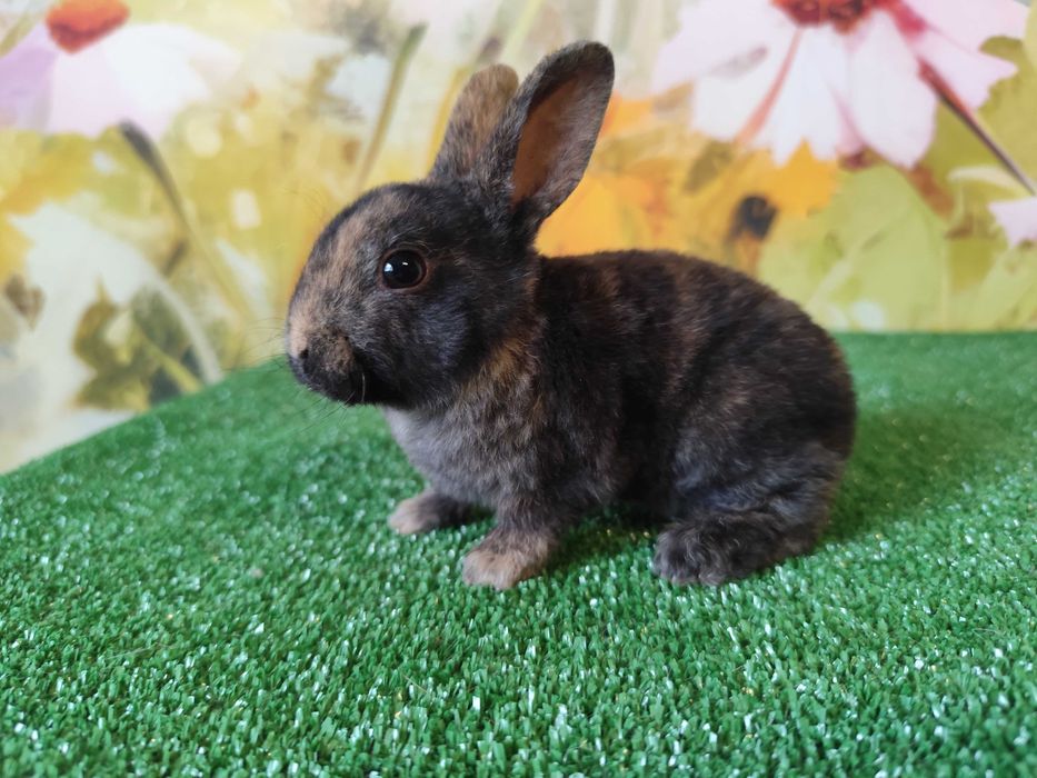 PIĘKNY Mini Rex królik miniaturka karzełek